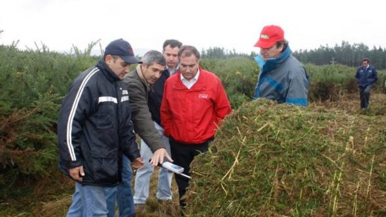 Pica-pica podría generar energía en La Araucanía - Araucanía Noticias Temuco