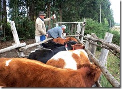 Comenzaron operativos de vacunación bovina en sectores rurales de Temuco