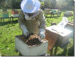 Lanzan en Temuco nodo apícola