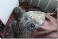 Tortuga rescatada en Puerto Saavedra no se veía desde el año 1960