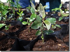 Curarrehue Cultivo de árboles nativos  (1)