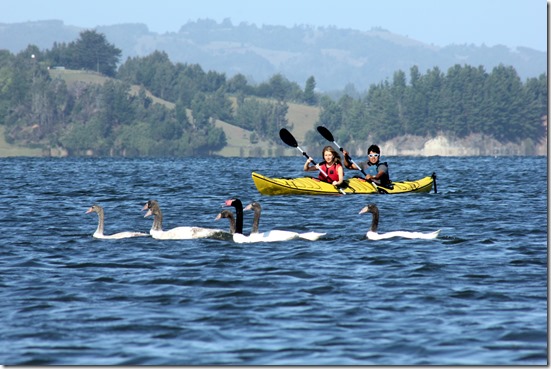Kayak entre cisnes de cuello negro (Circuito Lago Budi)