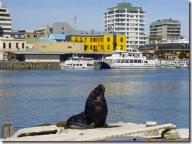 Valdivia, lobo de mar 2