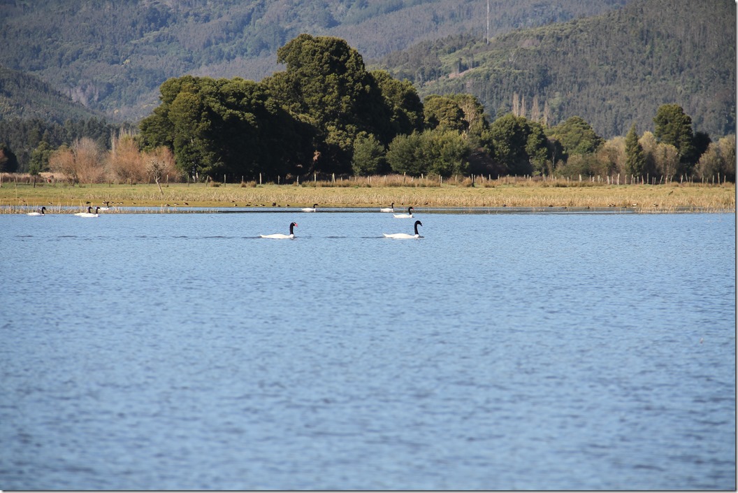 Cisnes Cuello Negro2 - Lago Lanalhue