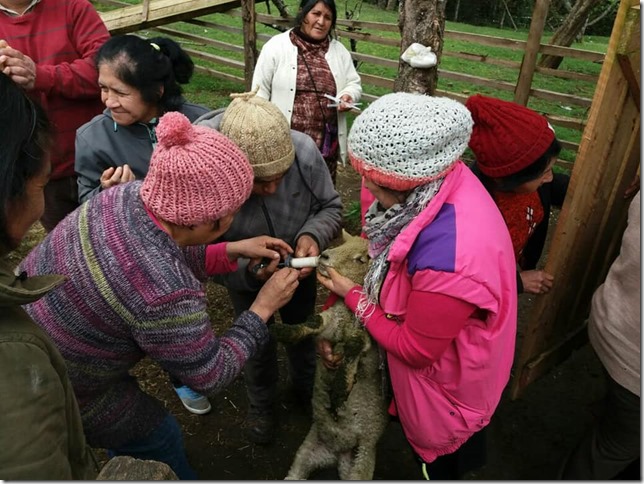 Campaña de sanidad animal invierno 2018 (3)