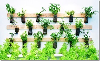 Growing vegetables on the wall.