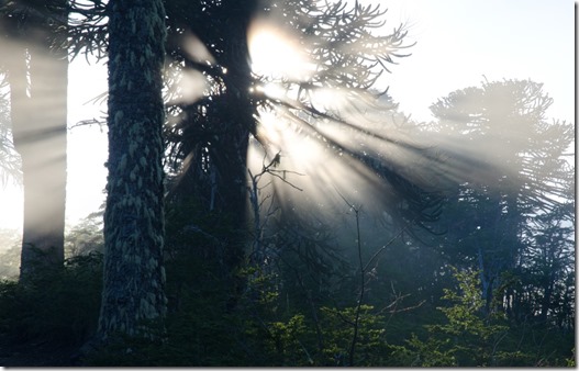 Webinar Bosques de La Araucanía