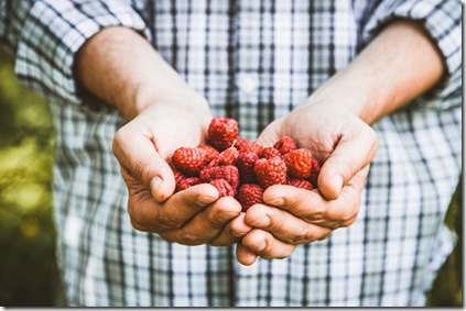 Organic fruit. Farmers hands with freshly harvested fruit. Organic raspberries. Fresh organic berries.Farming concept