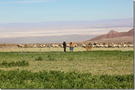 Pequeña agricultura en San Pedro de Atacama
