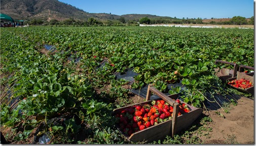 Frutillas nematodo SAG Plaga 004