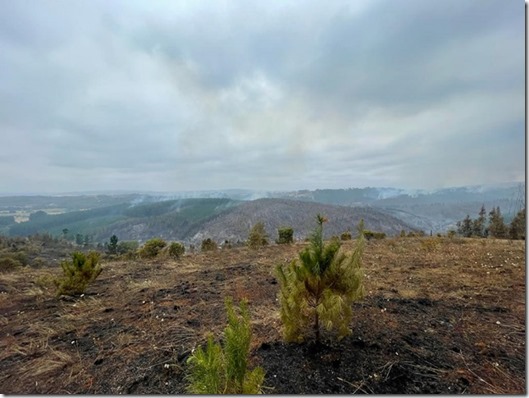 Lumaco incendios 1 (1)