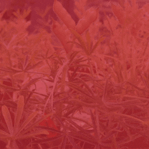 CGNA