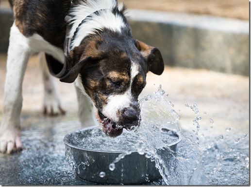 Cuidados para perros en verano