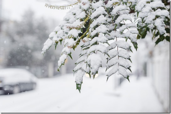 winter_scenery_picture_frozen_snowy_leaves_town_scene_6934364