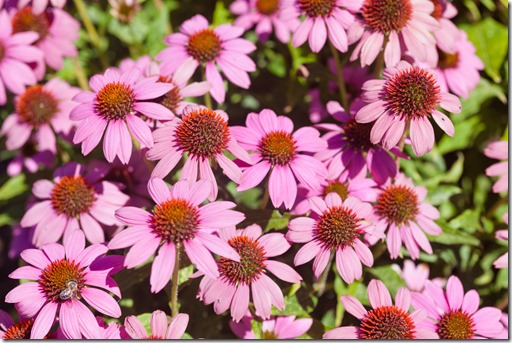 Echinacea purpurea ‘PowWow Wild Berry’