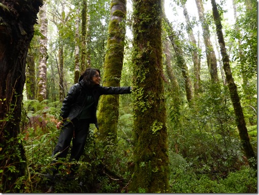 Macrolíquenes como indicadores-de salud ambiental y calidad del aire