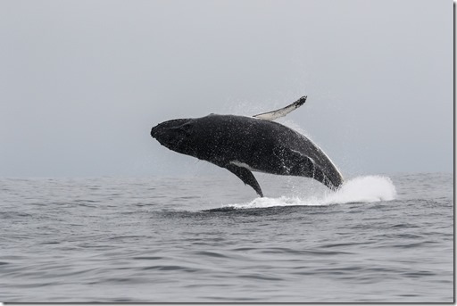 En el Día Mundial de las Ballenas, Greenpeace hace un llamado por la protección de esta especie y señala los riesgos a los que se enfrentan al navegar por Chile. La salmonicultura y la pesca industrial, las expone a muertes o accidentes por colisiones con buques pesqueros, enmallamientos y desorientación producto del ruido de motores por el alto tráfico de estas embarcaciones. 