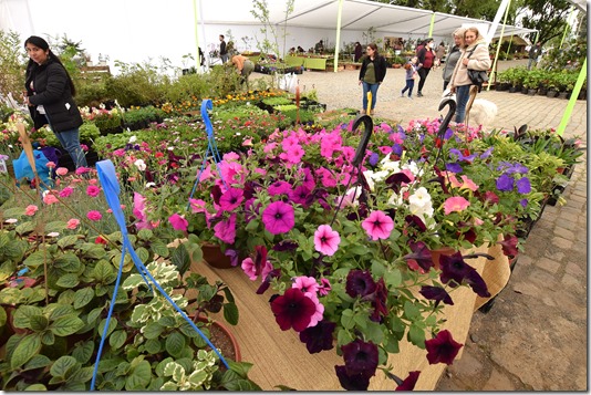 Expoflores Verano 2025: un paraíso floral en Temuco