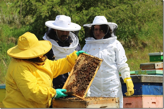 Escuela Dia de las Abejas 006