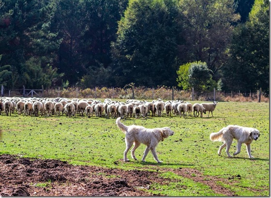 Gendarmería adiestra perros para protección ovina en Vilcún