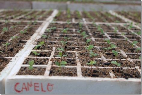 Vivero laboratorio nativo Conaf 003