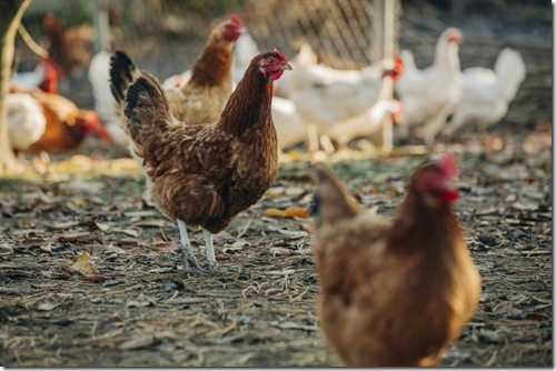 Influenza aviar en La Araucan&iacute;a