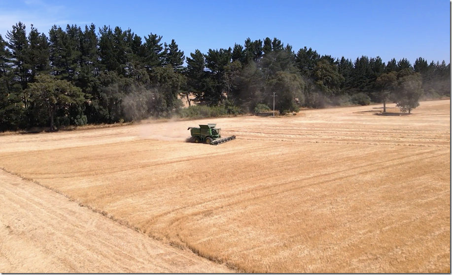 Cosecha trigo2