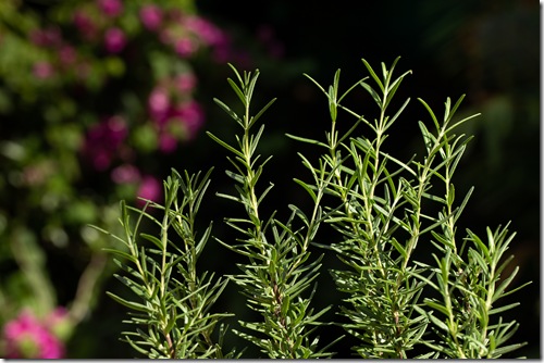 Fresh Rosemary Herb grow outdoor. Rosemary leaves Close-up.