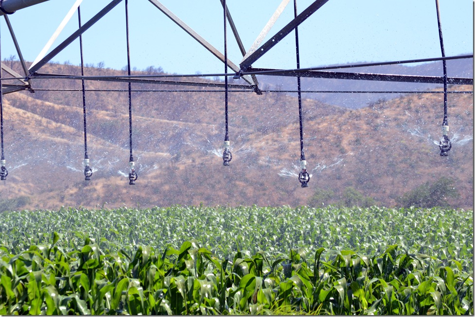 riego por pivote de Maiz (30)