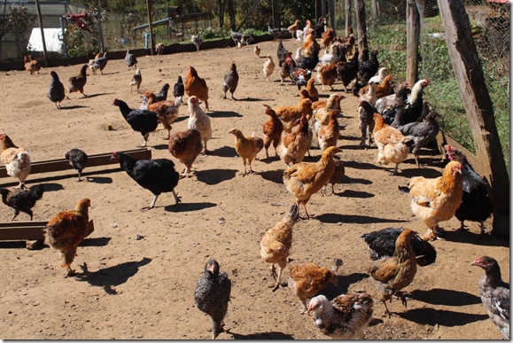 Seguro-avicola-plc-016