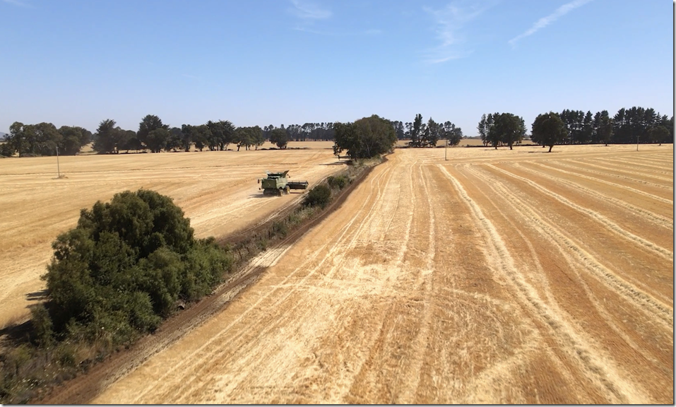 Cosecha trigo1