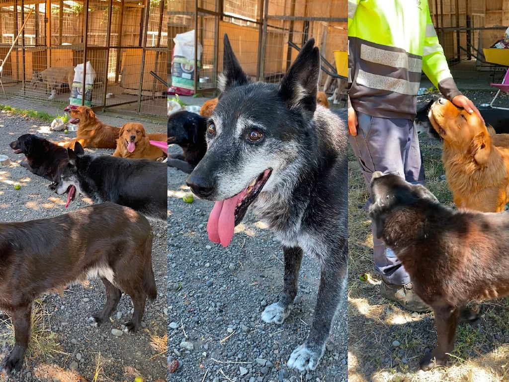 Representantes de agrupaciones animalistas y autoridades municipales de Pucón en mesa de trabajo por el nuevo canil.