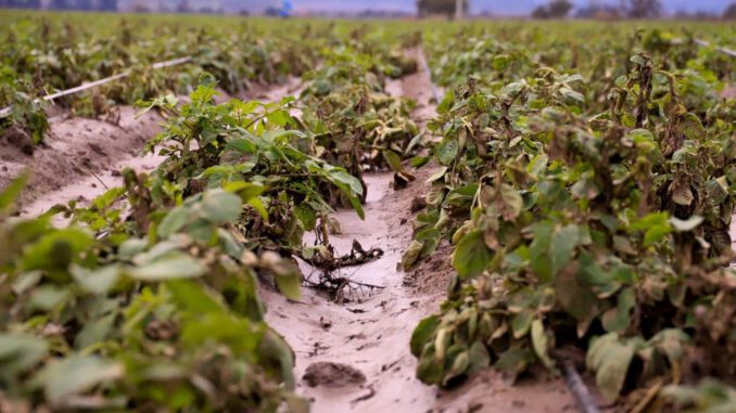 Autoridades regionales de La Araucanía reunidas para coordinar medidas ante el sistema frontal en el sector agrícola.