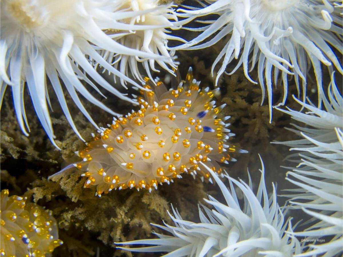 Fotografía submarina mostrando la rica biodiversidad de un ecosistema acuático chileno, con peces de colores y corales, representando la temática del concurso Ojo de Pez 2026.