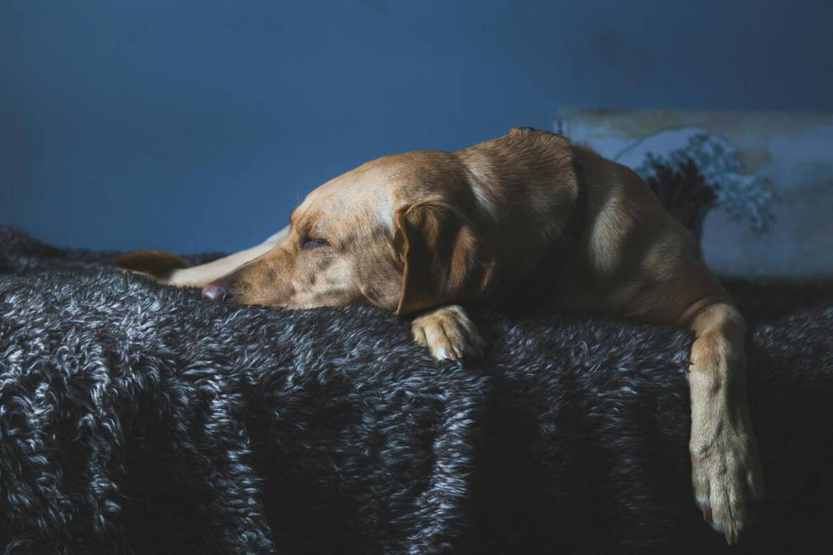 Perro abrigado descansando en un hogar acogedor durante el invierno.