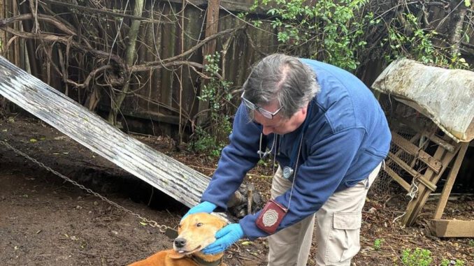 Perro desnutrido rescatado por la PDI de la brigada Bidema en la comuna de Gorbea