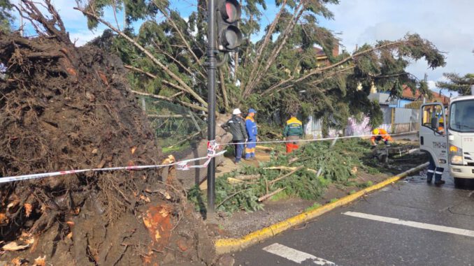 Equipos municipales de Temuco realizando labores de limpieza tras el fuerte temporal de viento y lluvia