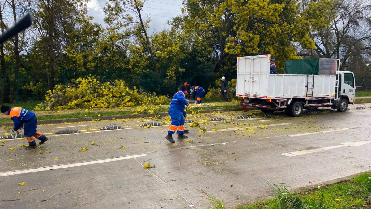 Equipos municipales de Temuco realizando labores de limpieza tras el fuerte temporal de viento y lluvia