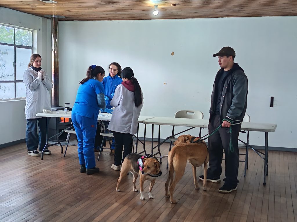 Estudiantes de Santo Tomás Temuco realizando trabajos voluntarios en la comuna de Lonquimay