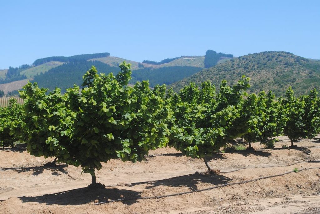 Plantaciones frutícolas en la región de La Araucanía apoyadas por Corfo