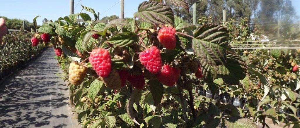 Plantaciones frutícolas en la región de La Araucanía apoyadas por Corfo