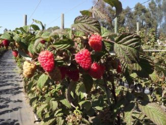 Plantaciones frutícolas en la región de La Araucanía apoyadas por Corfo
