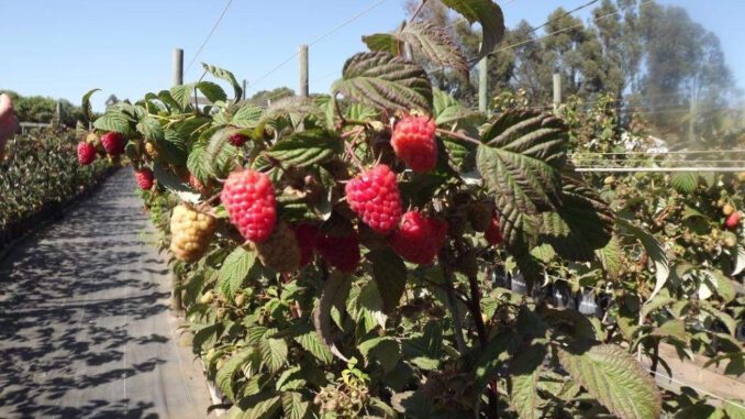 Plantaciones frutícolas en la región de La Araucanía apoyadas por Corfo