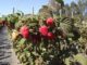 Plantaciones frutícolas en la región de La Araucanía apoyadas por Corfo