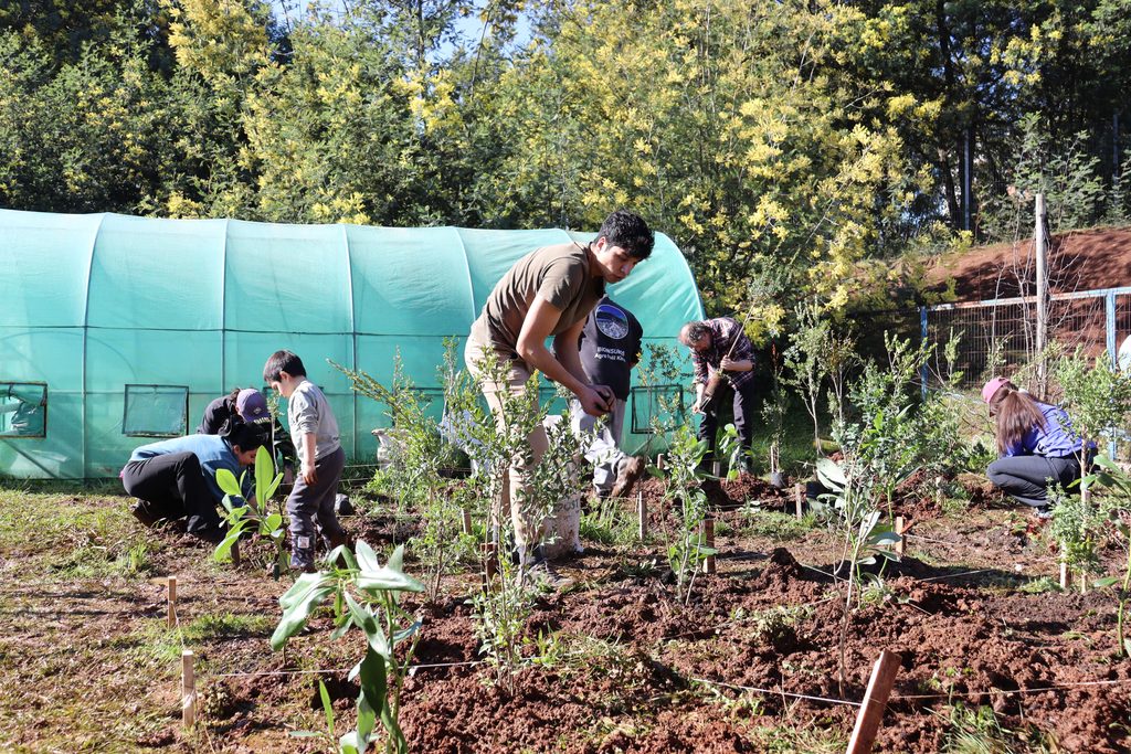 Voluntarios y expertos plantando árboles nativos en un espacio urbano de La Araucanía usando el método Miyawaki.