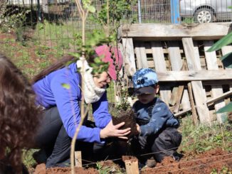 Voluntarios y expertos plantando árboles nativos en un espacio urbano de La Araucanía usando el método Miyawaki.