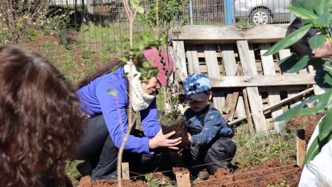 Voluntarios y expertos plantando árboles nativos en un espacio urbano de La Araucanía usando el método Miyawaki.