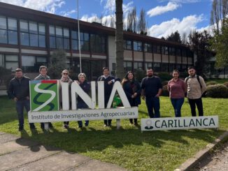 Investigadores y especialistas analizan cultivos de avellano europeo en los campos experimentales de INIA Carillanca