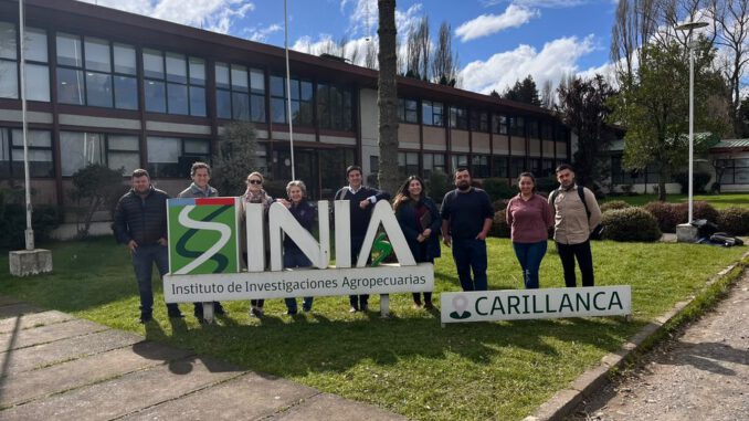 Investigadores y especialistas analizan cultivos de avellano europeo en los campos experimentales de INIA Carillanca