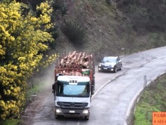 Trabajadores y maquinaria en proyecto de mejoramiento vial entre Lumaco y Capitán Pastene